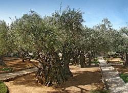 The garden of Gethsemane